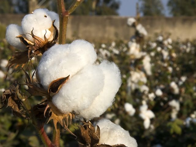 cotton wool