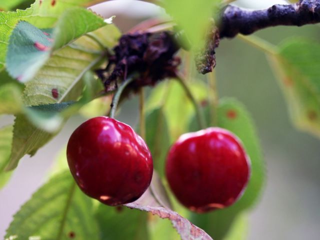 cherry tree